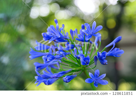  Agapanthus 128611851