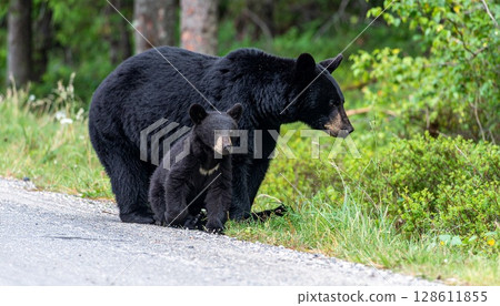 Asiatic black bear parent and cub/Mother bear and cub 4 128611855