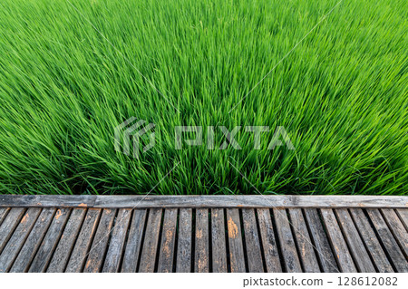 Lush Green Rice Field with Rustic Wooden Walkway in Natural Setting 128612082
