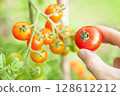 Harvest cherry tomatoes 128612212