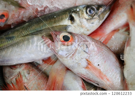 捕獲玫瑰鱸魚和竹莢魚 捕獲玫瑰鱸魚和竹莢魚 128612233