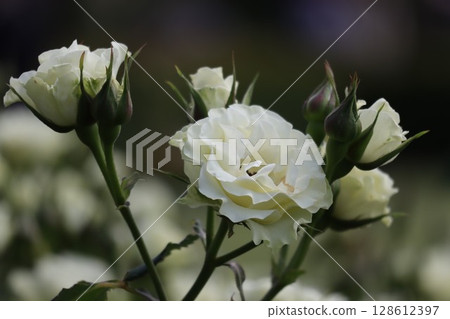 Beautiful white roses Beautiful white roses 128612397