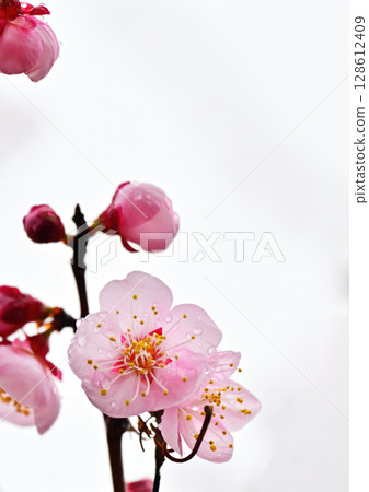 梅 梅 128612409