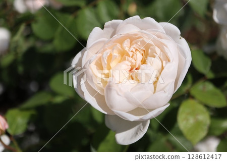 美麗的白玫瑰 美麗的白玫瑰 128612417