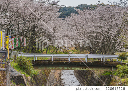 Cherry blossoms at Oguni Shrine, Ichinomiya, Totomi Province, Morimachi (Shizuoka Prefecture) 128612526