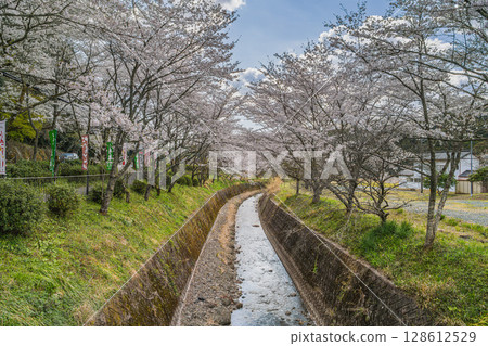遠富國一宮市森町小國神社的櫻花(靜岡縣) 遠富國一宮市森町小國神社的櫻花(靜岡縣) 128612529