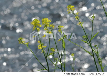 Rape blossoms and sparkling water surface 128612534