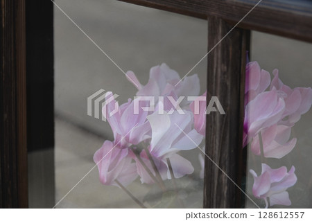 透過老房子的玻璃門看到的粉紅色仙客來花 128612557