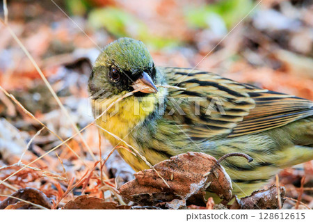 A black-faced bunting bird with a plump appearance like a sparrow and yellow breasts and a beautiful song A black-faced bunting bird with a plump appearance like a sparrow and yellow breasts and a beautiful song 128612615