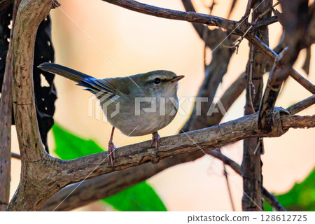A warbler that announces spring but doesn't show up despite its familiar voice 128612725