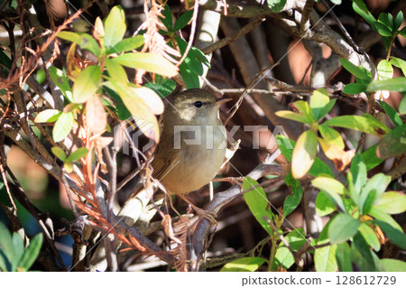 A warbler that announces spring but doesn't show up despite its familiar voice 128612729