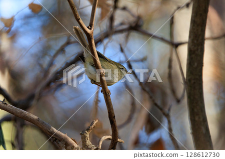 A warbler that announces spring but doesn't show up despite its familiar voice 128612730