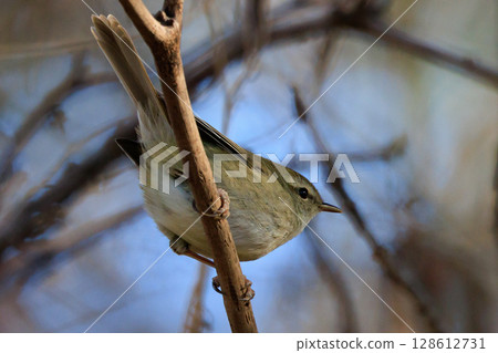 鳴鳥宣告了春天的到來,但儘管有熟悉的聲音卻沒有出現 鳴鳥宣告了春天的到來,但儘管有熟悉的聲音卻沒有出現 128612731