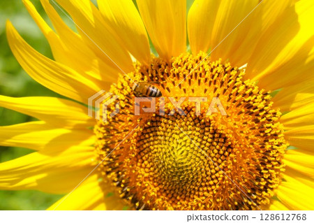 Sunflowers in the blue sky 128612768