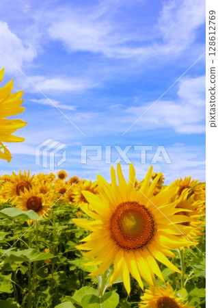 Sunflowers in the blue sky 128612769