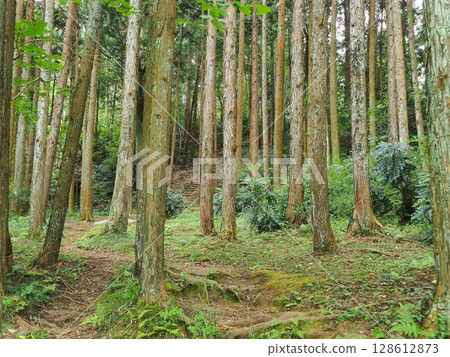 Shizuoka Prefecture, Cedar grove leading to Byobuiwa Rock, July 128612873