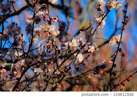 Ume, a flower that heralds spring 128612886
