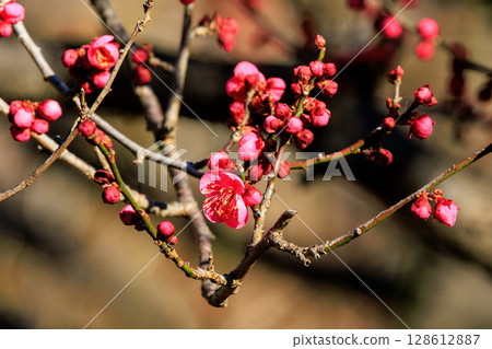 梅,預示著春天的花朵 梅,預示著春天的花朵 128612887