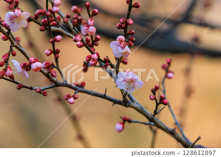 Ume, a flower that heralds spring 128612897