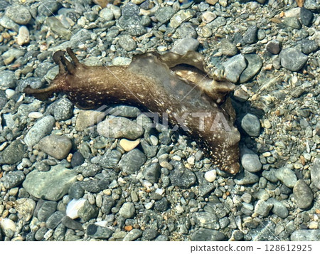 海蛞蝓、雨、雨虎照片。新潟縣佐渡島的海蛞蝓照片。 128612925