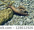 海蛞蝓、雨、雨虎照片。新潟縣佐渡島的海蛞蝓照片。 128612926