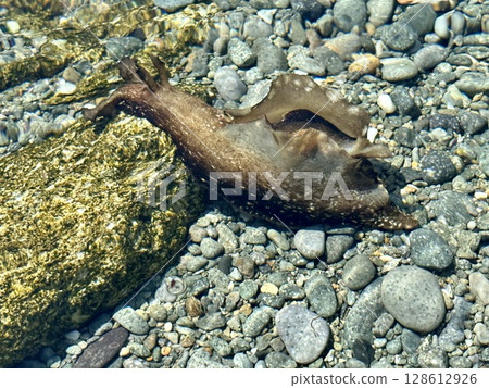 Sea slug, rain, rain tiger photo. Image of sea slug from Sado Island, Niigata Prefecture. 128612926