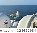 新潟市佐渡汽船 前往佐渡島的渡輪上的黑尾鷗照片 128612934