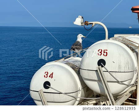 新潟市佐渡汽船 前往佐渡島的渡輪上的黑尾鷗照片 新潟市佐渡汽船 前往佐渡島的渡輪上的黑尾鷗照片 128612935