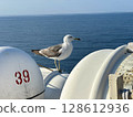 新潟市佐渡汽船 前往佐渡島的渡輪上的黑尾鷗照片 128612936