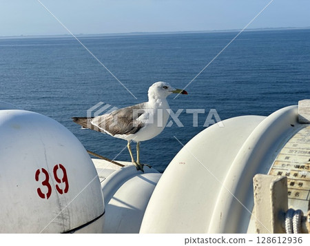 Sado Kisen Niigata City Photo of a black-tailed gull on a ferry to Sado Island 128612936
