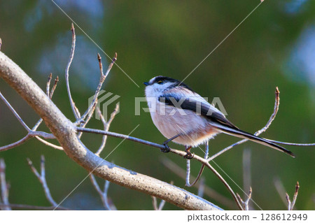長尾長尾小白鳥因其可愛的手勢而廣受歡迎 長尾長尾小白鳥因其可愛的手勢而廣受歡迎 128612949