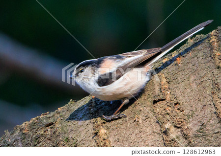 長尾長尾小白鳥因其可愛的手勢而廣受歡迎 長尾長尾小白鳥因其可愛的手勢而廣受歡迎 128612963