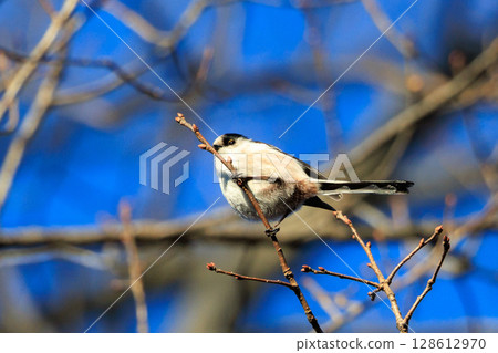 Long-tailed long-tailed small white bird popular for its cute gestures Long-tailed long-tailed small white bird popular for its cute gestures 128612970
