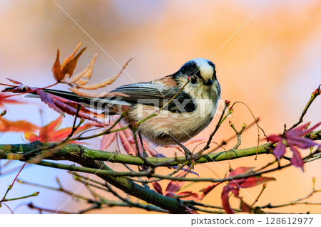 Long-tailed long-tailed small white bird popular for its cute gestures Long-tailed long-tailed small white bird popular for its cute gestures 128612977