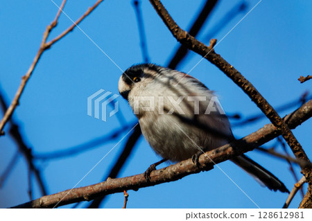Long-tailed long-tailed small white bird popular for its cute gestures Long-tailed long-tailed small white bird popular for its cute gestures 128612981