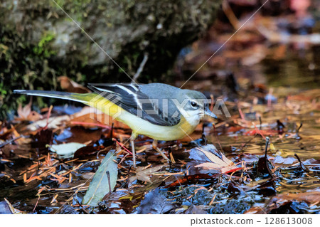 一隻美麗的鳥，灰色的鶺鴒，警惕性很高，喜歡在水邊，身上披著亮麗的檸檬黃。 128613008
