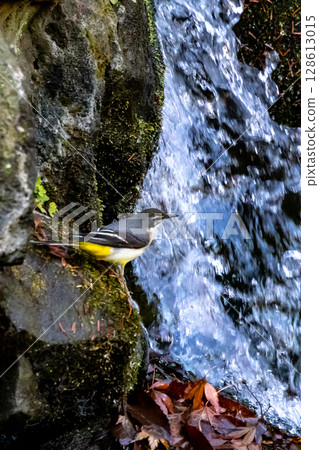 A beautiful bird, gray wagtail, who is vigilant, likes the waterside, and wears a bright lemon yellow. 128613015