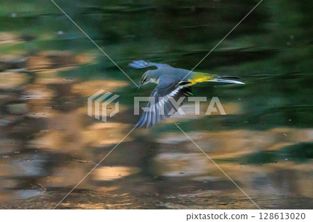 A beautiful bird, gray wagtail, who is vigilant, likes the waterside, and wears a bright lemon yellow. 128613020