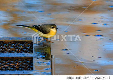 A beautiful bird, gray wagtail, who is vigilant, likes the waterside, and wears a bright lemon yellow. 128613021