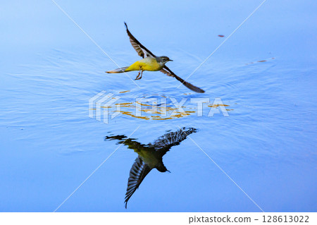 A beautiful bird, gray wagtail, who is vigilant, likes the waterside, and wears a bright lemon yellow. 128613022