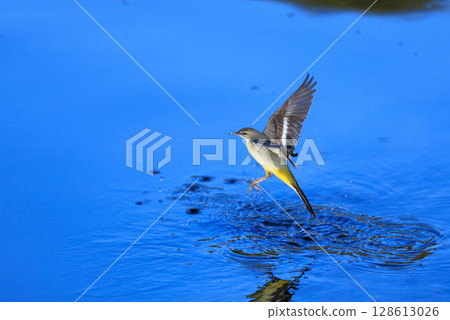 一隻美麗的鳥，灰色的鶺鴒，警惕性很高，喜歡在水邊，身上披著亮麗的檸檬黃。 128613026