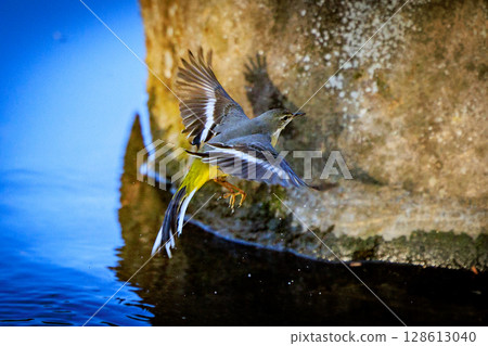 A beautiful bird, gray wagtail, who is vigilant, likes the waterside, and wears a bright lemon yellow. 128613040