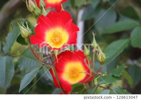 玫瑰園裡，盛開著色彩繽紛、美麗的玫瑰花。 128613047