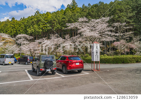 Cherry blossoms at Oguni Shrine, Ichinomiya, Totomi Province, Morimachi (Shizuoka Prefecture) 128613059