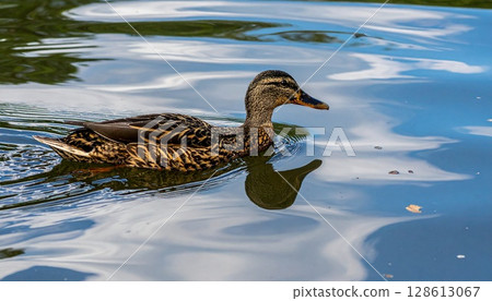 Spot-billed ducks swimming in a pond 1 128613067