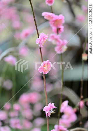 京都梨木神社的梅花 128613088