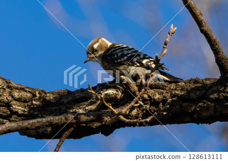 The smallest woodpecker in Japan The smallest woodpecker in Japan 128613111