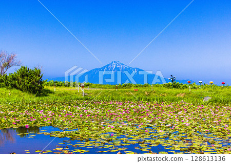 [Hokkaido_Oloron Line] View of Rishiri Fuji floating in the Sea of Japan from the water lily pond 128613136