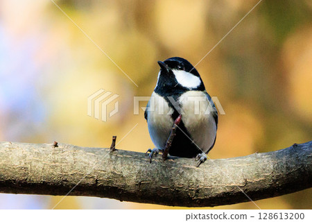 Familiar wild bird great tit with a cute chest tie Familiar wild bird great tit with a cute chest tie 128613200