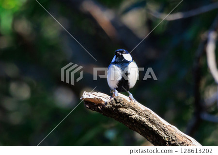 Familiar wild bird great tit with a cute chest tie 128613202